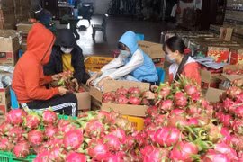 Đắk Lắk: Thanh long ứ đọng, rớt giá khiến nông dân lao đao