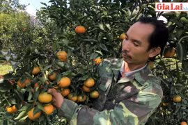 Nhộn nhịp mùa cam, quýt Kbang