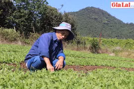 An Khê sản xuất rau an toàn theo tiêu chuẩn VietGAP