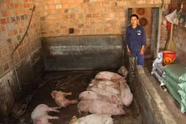 Ia Grai: Hàng chục con heo chết chưa rõ nguyên nhân