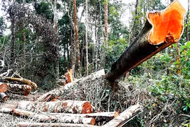 Xà xẻo tiền dịch vụ môi trường rừng