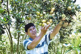 Cây ăn quả, thế mạnh mới của nông nghiệp Tây Nguyên