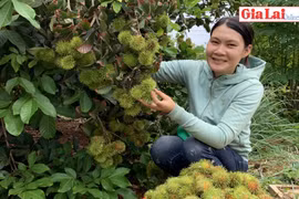 Mùa chôm chôm chín ở Gia Lai