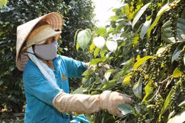 Giá hạt tiêu vẫn chìm trong chuỗi ngày ảm đạm