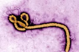 Nhật Bản 'nhập khẩu' virus nguy hiểm để nghiên cứu trước thềm Olympic