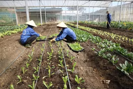 Lâm Đồng khởi sắc sau 10 năm xây dựng nông thôn mới