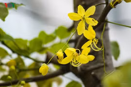 Muồng hoàng yến khoe sắc rực rỡ giữa trời Hà Nội
