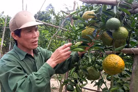 Sơn Lang: Xây dựng thương hiệu theo tiêu chuẩn VietGAP