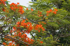 Tháng Năm, bâng khuâng mùa phượng đỏ