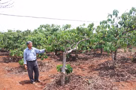 Chư Sê đẩy mạnh tái canh cà phê