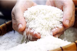 Gạo Việt xông lên nhưng đừng mải mê