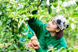 Phát triển nông nghiệp thích ứng với thị trường và biến đổi khí hậu
