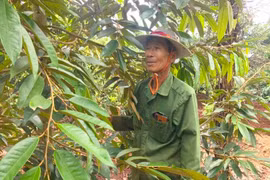 Nông dân Ia Bang thu nhập khá từ cây sầu riêng