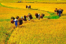 Mùa gặt