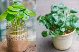 7 lợi ích của rau má lá sen