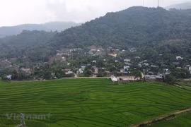 Bộ TN-MT sẽ xem xét, đề xuất ủy quyền cấp tỉnh chuyển đổi đất lúa