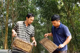 Theo cánh ong bay