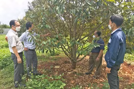 Nhân rộng mô hình canh tác sầu riêng sạch