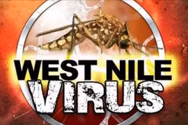Virus Tây sông Nile và Zika có thể gây ra các bệnh về tiêu hóa