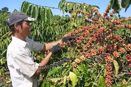 Tây Nguyên: Nông dân phấn khởi vì cà phê, mì được giá