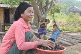 Săn 'lộc trời': Lội suối nhặt ốc, vào thủ phủ cá chình