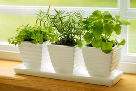 Bỏ túi 6 mẹo cực hay để cứu cây cảnh sắp chết trong nhà