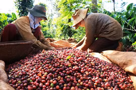 Nông nghiệp Việt Nam xuất siêu 6,3 tỷ USD