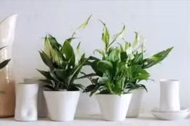 Những mẹo chăm sóc cây trồng trong nhà