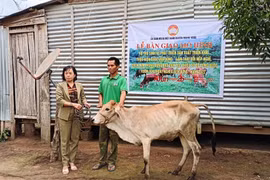 Mang Yang trao 3 con bò giống sinh sản cho hộ nghèo