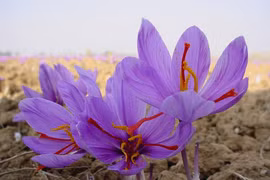 Saffron – "Vàng đỏ" làm đẹp của Iran chính thức phân phối ở Việt Nam