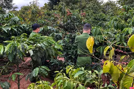 Giá cà phê nhân Đắk Lắk tăng thêm 300 đồng/kg, nông dân yên tâm hái cà phê chín vì điều này