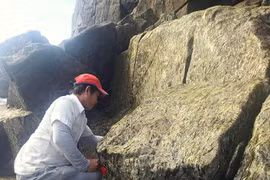 Cheo leo săn rong biển mùa đông