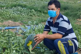 Chư Prông: Người trồng dưa hấu lo lắng đầu ra