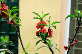 Vài chục triệu đồng một cây đào 'tiến Vua' chơi Tết