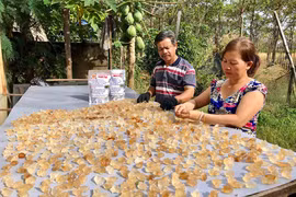 Cây trôm bén đất Ia Le