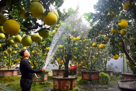 Vườn bưởi cảnh Tết tiền tỷ của lão nông Hưng Yên