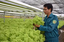 Thu nhập ổn định từ trồng rau thủy canh