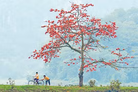 Pơ lang và nỗi nhớ thầm