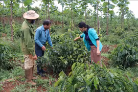 Nông nghiệp Tây Nguyên thích ứng với biến đổi khí hậu-Bài 2: Phát triển kinh tế nông lâm kết hợp