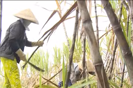 Doanh nghiệp mía đường Việt Nam có nguy cơ bị "khối ngoại" thâu tóm
