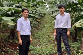 Gia Lai có thêm 4 mã số vùng trồng chuối được phê duyệt