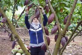 Đắk Lắk đang trồng loại cây có hạt làm sô cô la nhiều nhất Tây Nguyên, bán sang Nhật Bản rất đắt hàng