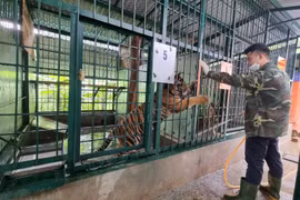 Trả nợ rừng