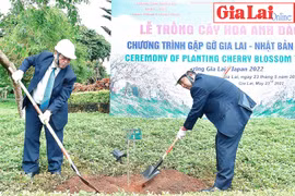 Hoa anh đào Nhật Bản bén đất Gia Lai