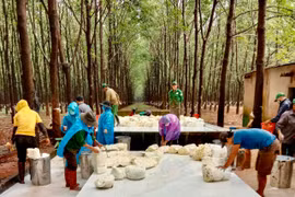Công ty TNHH một thành viên Cao su Chư Prông: 45 năm xây dựng, đổi mới và phát triển