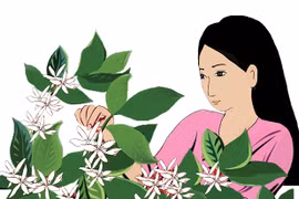 "Hoa tuyết"