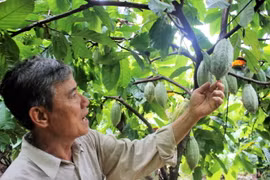 Ông "chăn kiến"