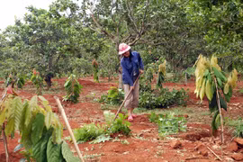 Đak Đoa chú trọng phát triển cây ăn quả và cây dược liệu