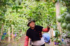 Một mình một ngựa lên núi làm vườn treo "ngọc xanh" tiền tỷ