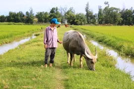 Oái oăm việc trâu, bò ra đồng gặm cỏ phải đóng phí 100.000 đồng!
